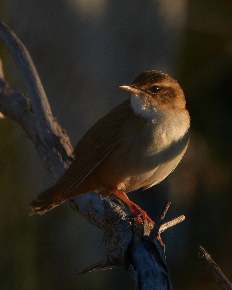 Locustella certhiola