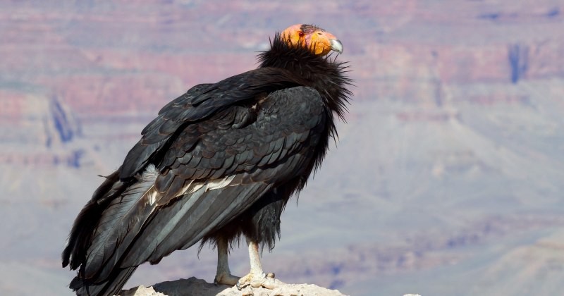 California Condor