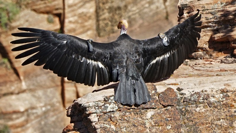 California Condor