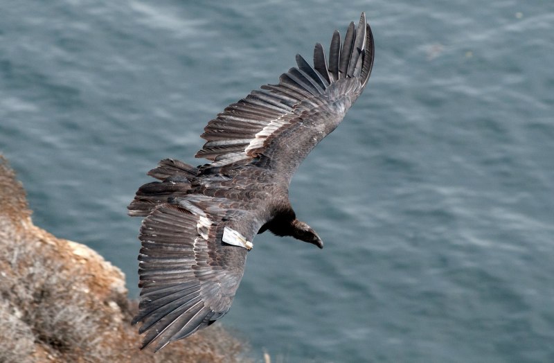 Logan Vulture