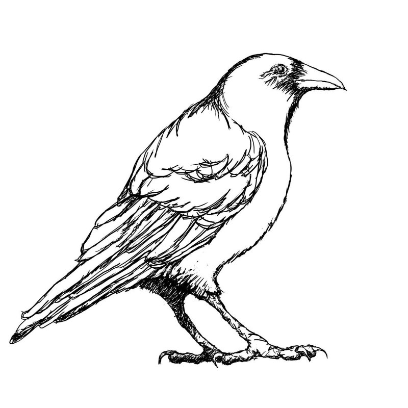 Raven или Crow