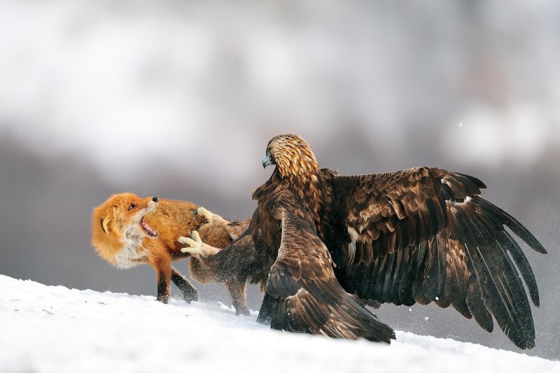 Орёл Беркут и Коршун