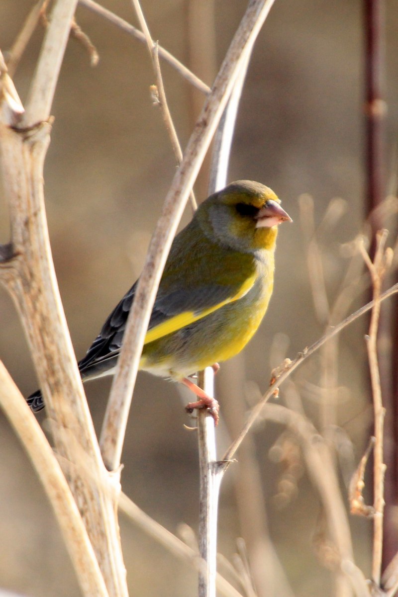 Зеленушка (Chloris Chloris)
