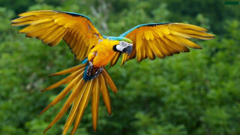 Лилия Yellow Parrot