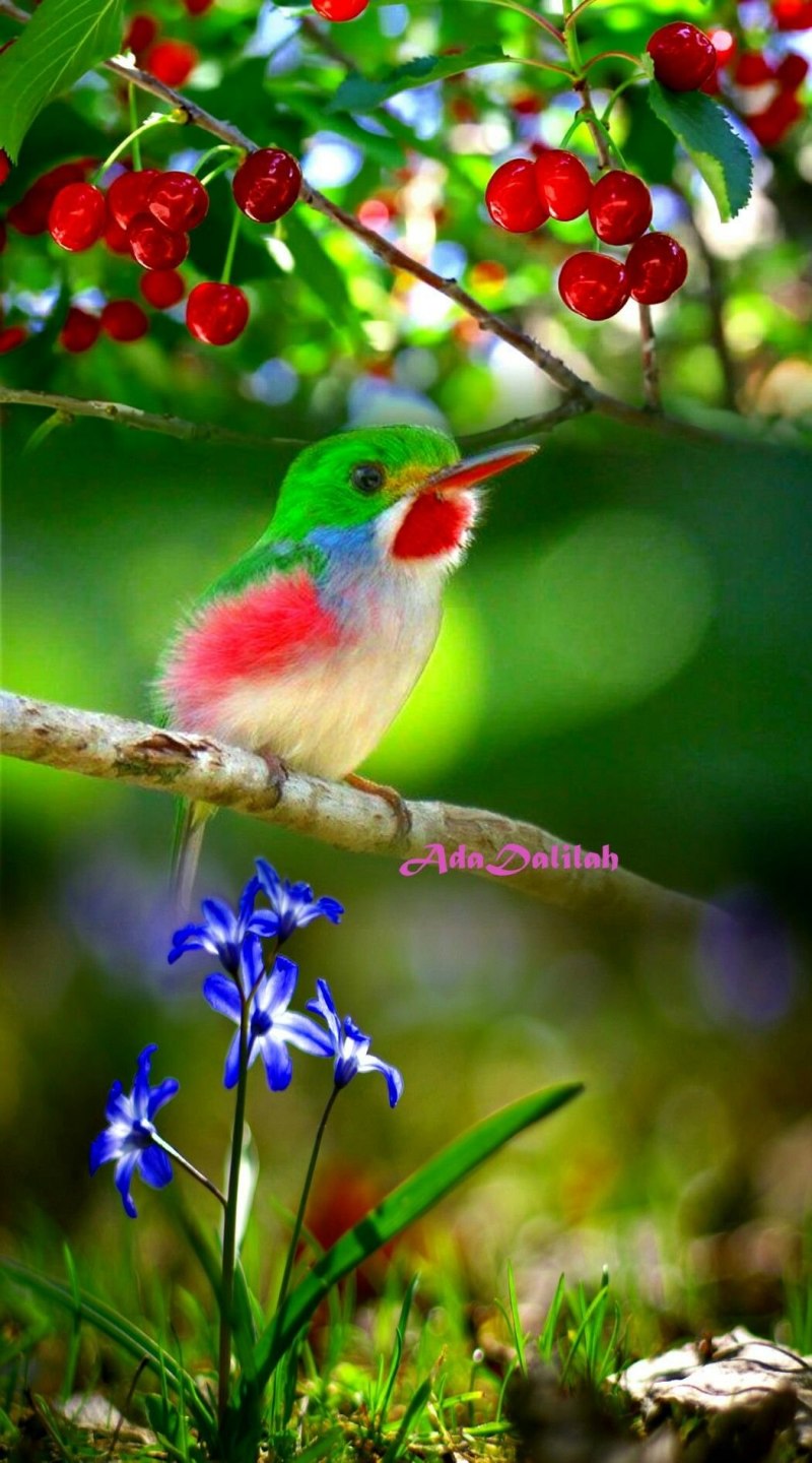Природа птицы