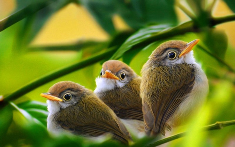 Природа птицы