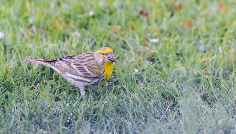 Garrulus glandarius