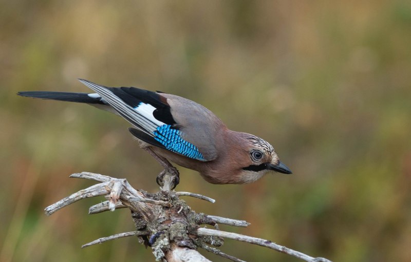 Зяблик (fringílla COÉLEBS)