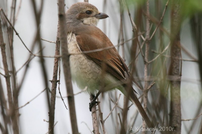 Садовая камышевка – Acrocephalus dumetorum