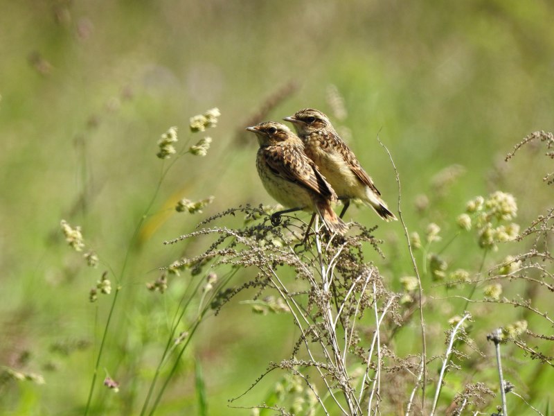 Filipendula Ulmaria экологи группы