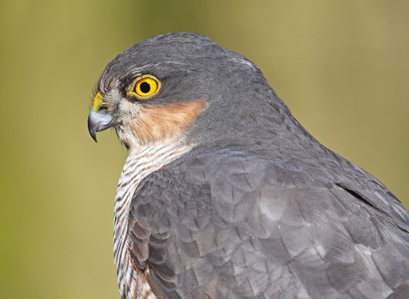 Ястреб-перепелятник (Accipiter nisus)