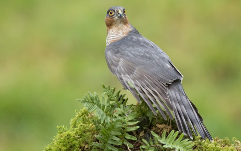 Ястреб-перепелятник (Accipiter nisus)
