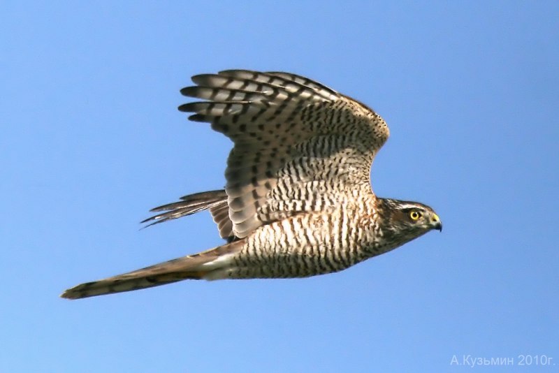 Accipiter nisus перепелятник
