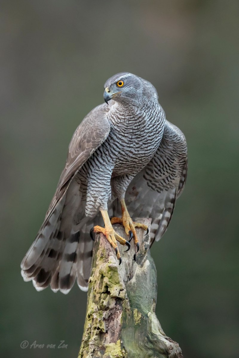 Малый перепелятник (Accipiter gularis