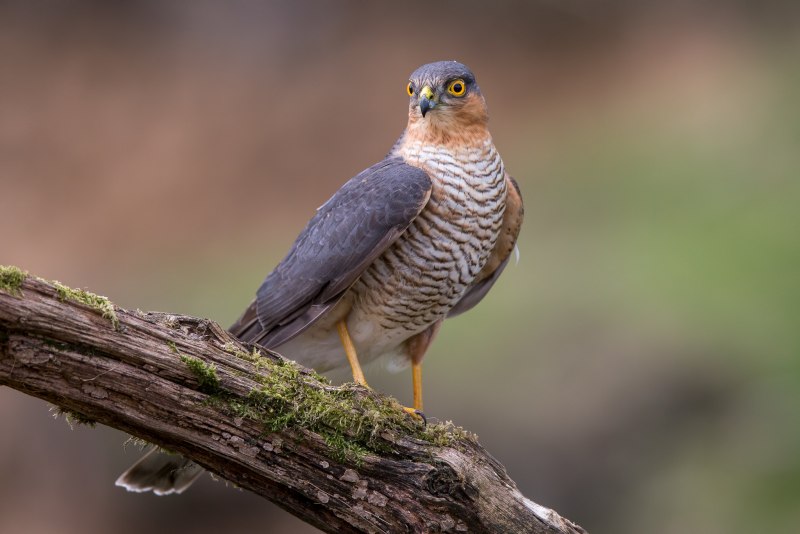 Accipiter nisus перепелятник