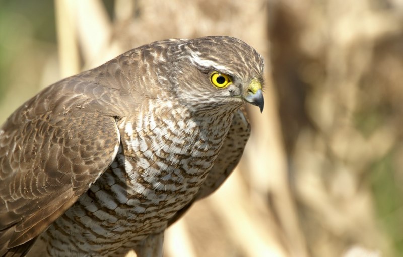 Accipiter nisus перепелятник