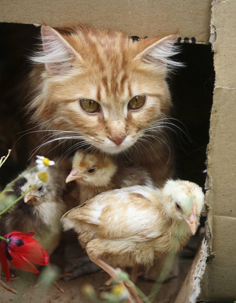 Дружба кошки и птицы