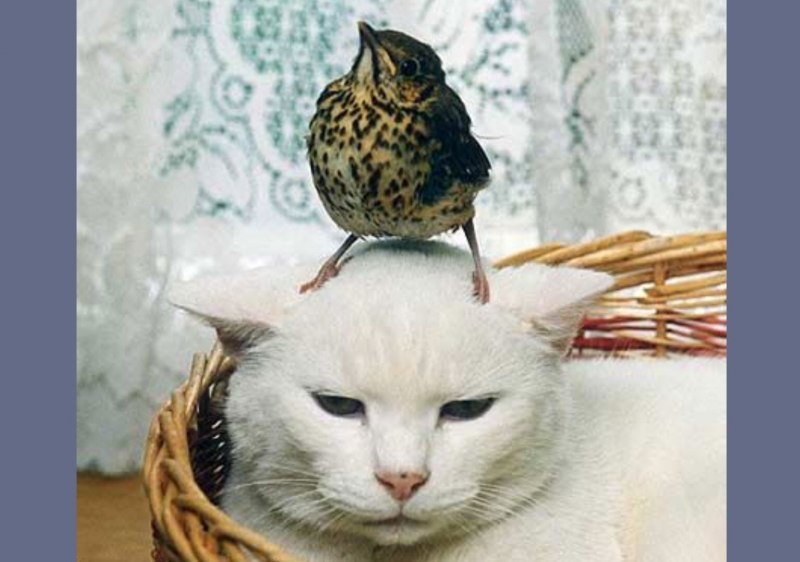 Птица с головой кота