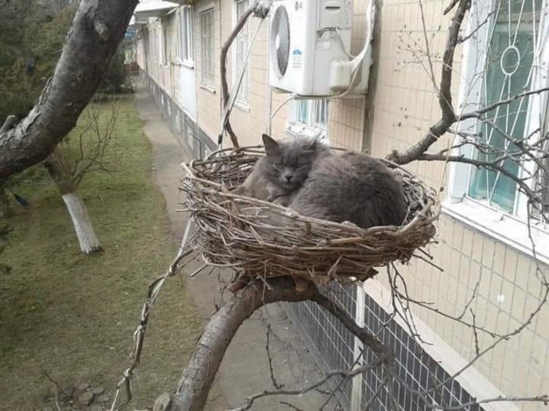 Котенок и цыпленок