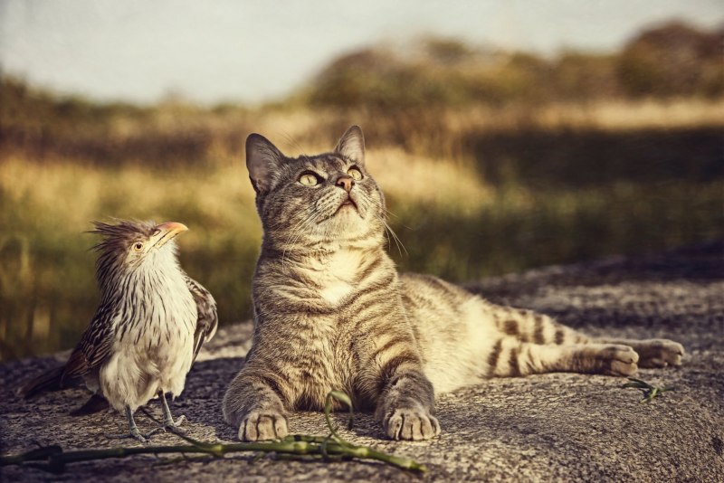 Птички для кошек
