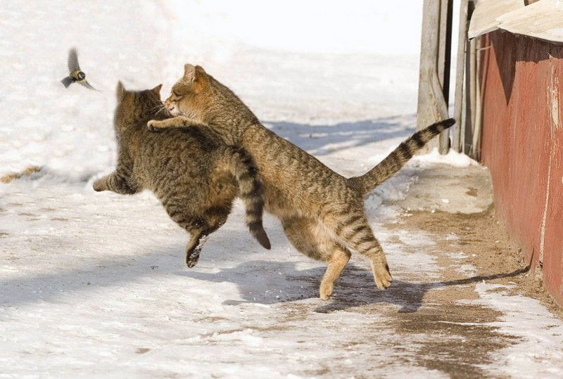 Кот ловит птичку