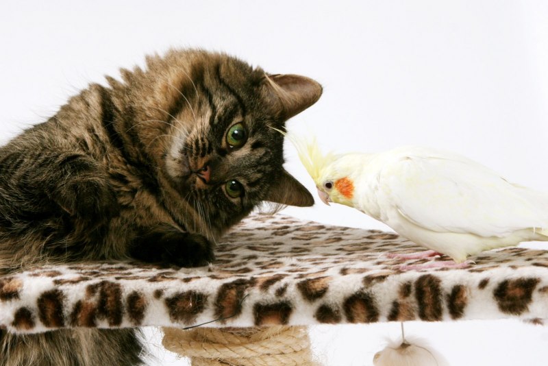 Коты и попугаи