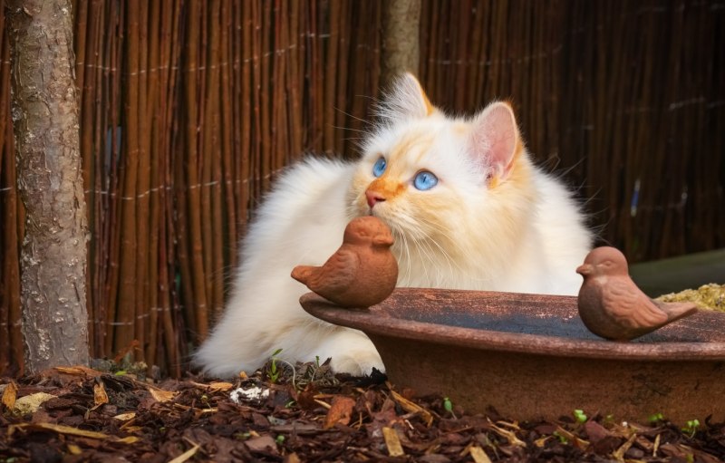 Кот охотится за птичкой