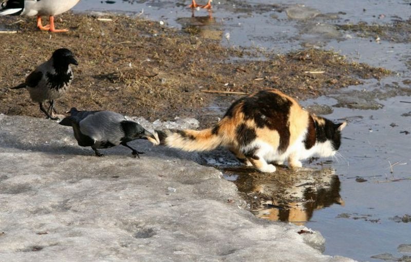 Кот и ворон