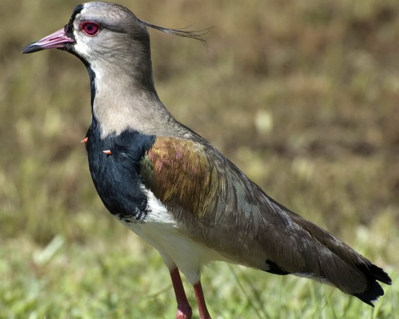 Vanellus Chilensis
