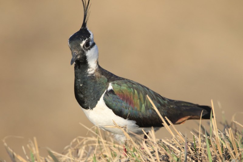 Чибис ‒ Vanellus Vanellus (l., 1758)