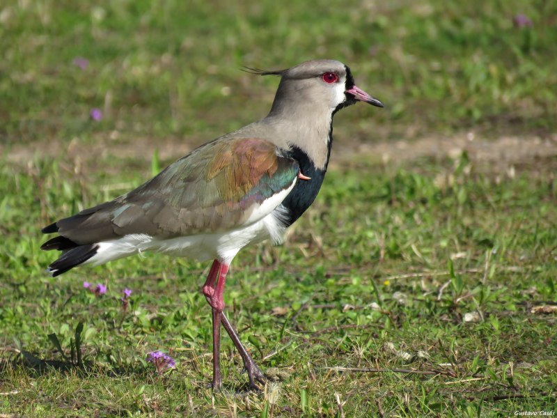 Vanellus Chilensis