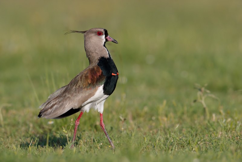 Vanellus Chilensis