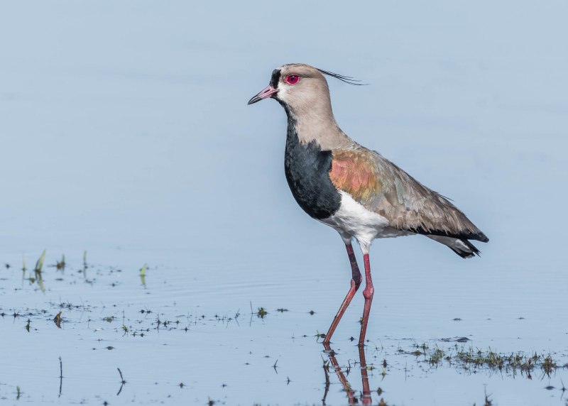 Vanellus Chilensis