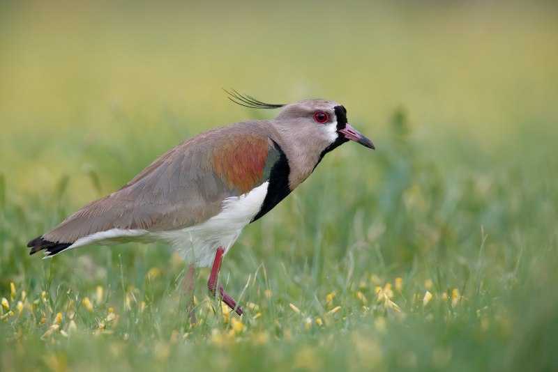 Vanellus Chilensis