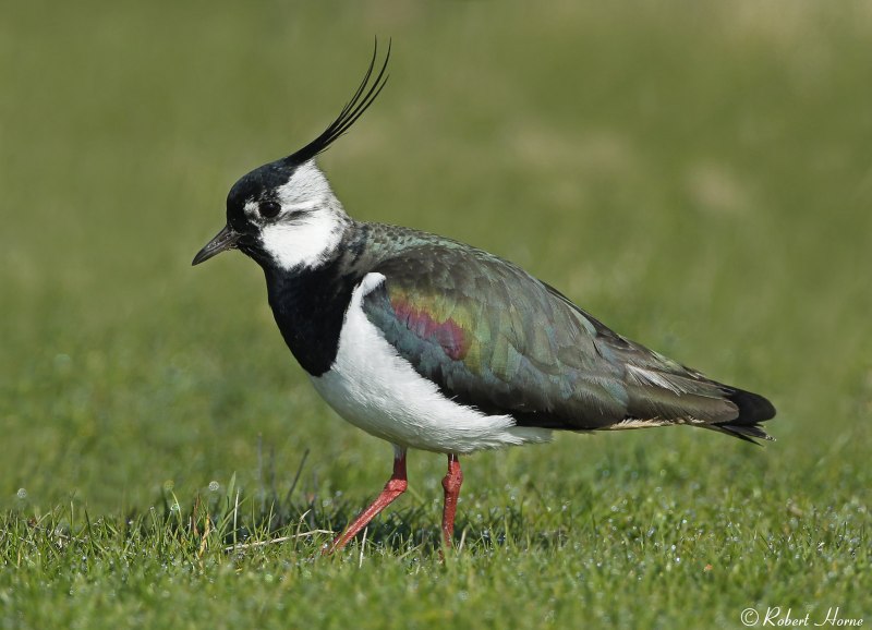 Чибис Vanellus Vanellus