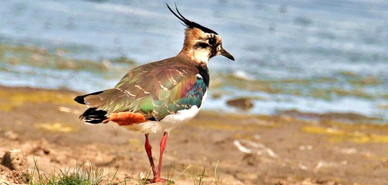 Чибис Vanellus Vanellus