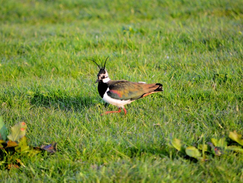 Vanellus Tricolor