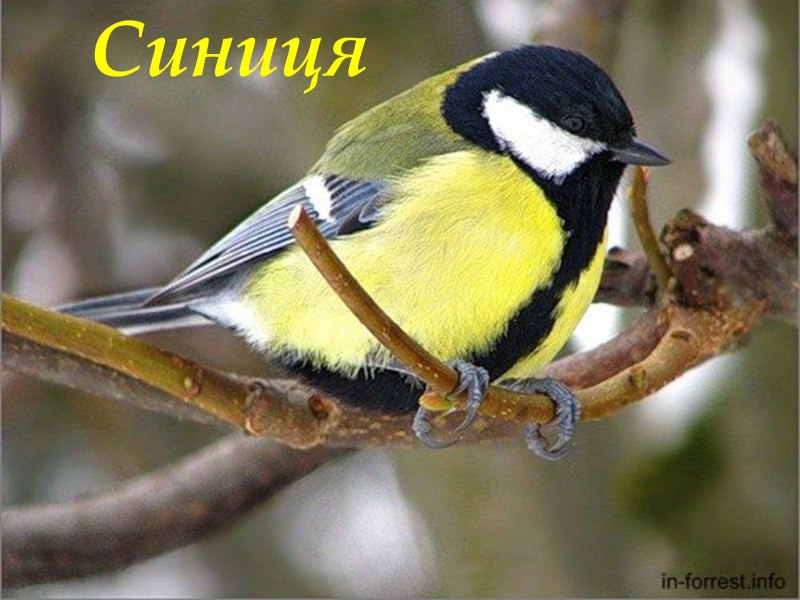 Синиця, як вона зимує