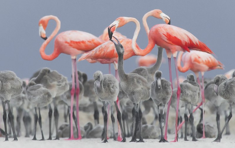 Победитель фотоконкурса National Geographic