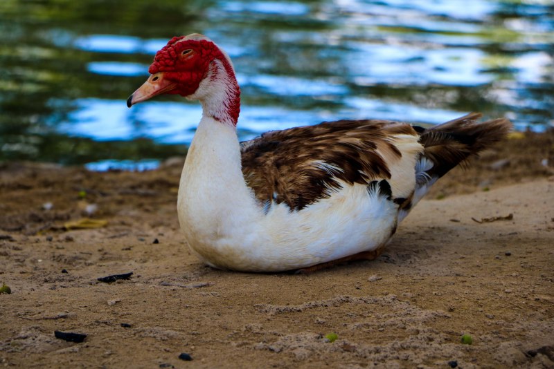 Sarkidiornis melanotos