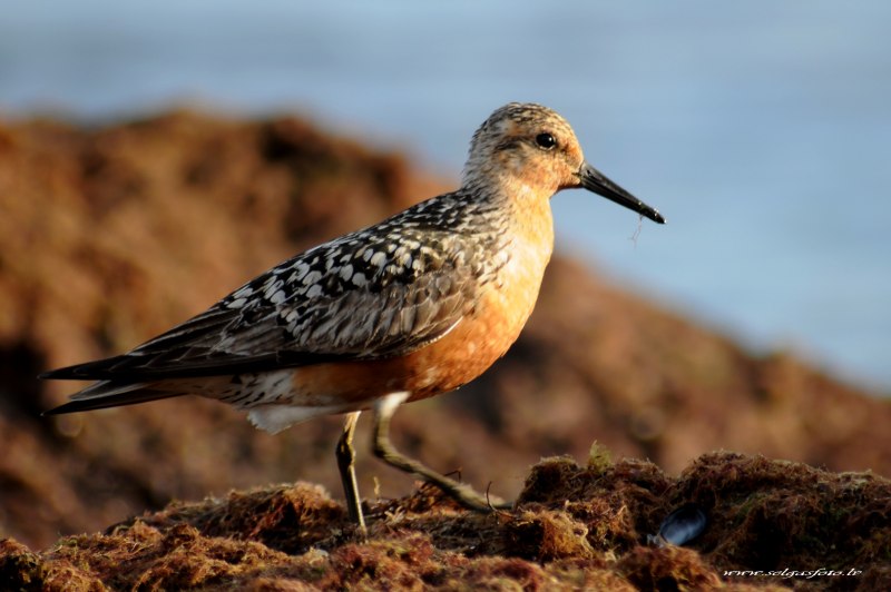 Calidris canutus