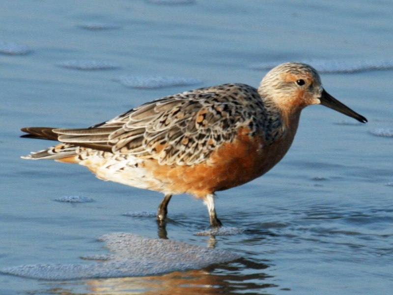 Исландский песочник – Calidris canutus — — Чукотский п/вид – c. c. rogersi
