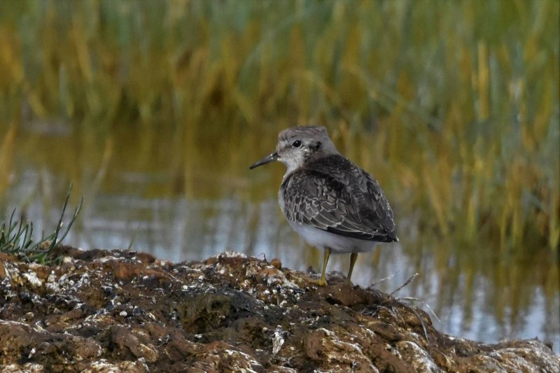 Исландский песочник (Calidris canutus)