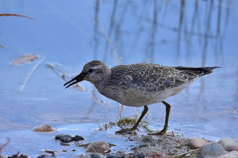 The Red Knot (Calidris canutus)