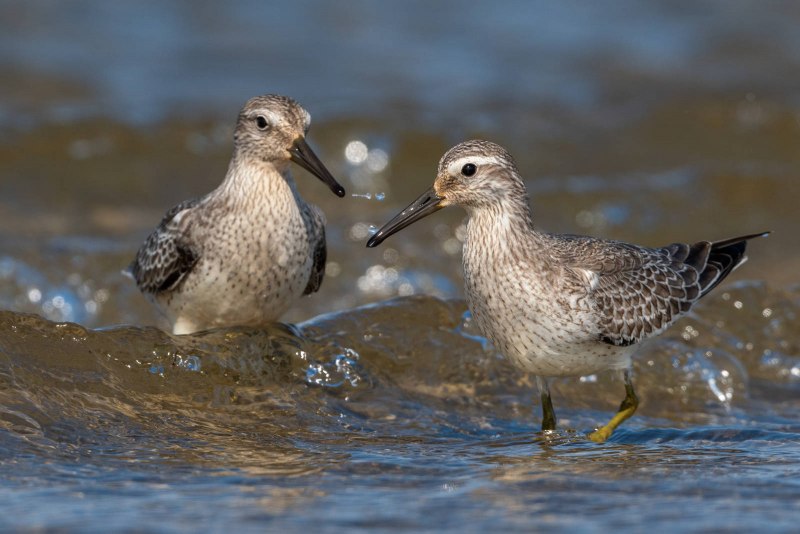 Исландский песочник (Calidris canutus)