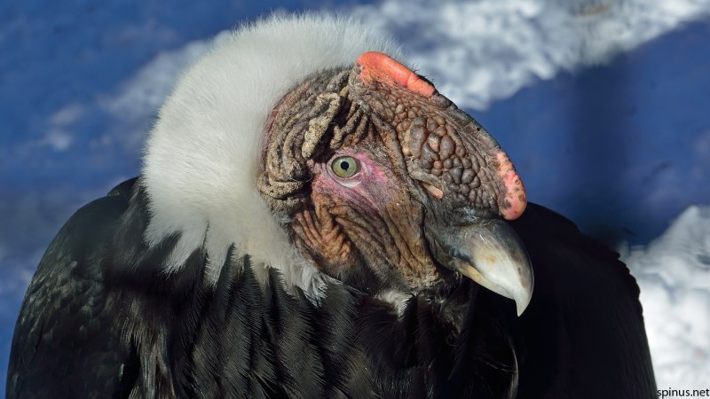 Кондор (Vultur gryphus)