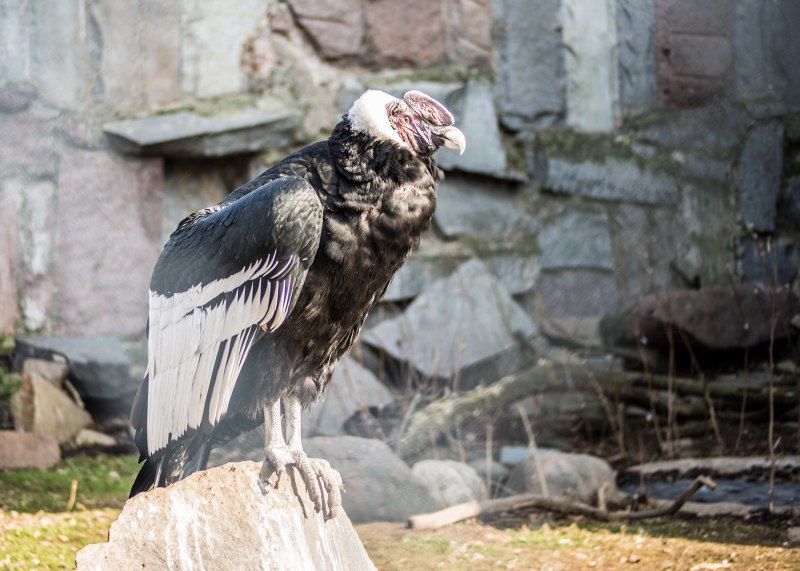 Peruvian Condor размер