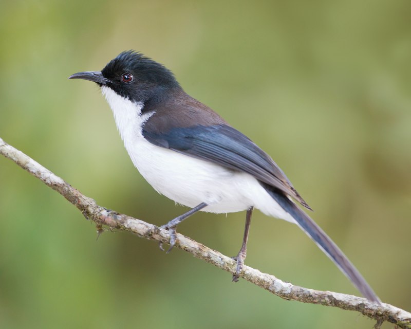 Heterophasia melanoleuca