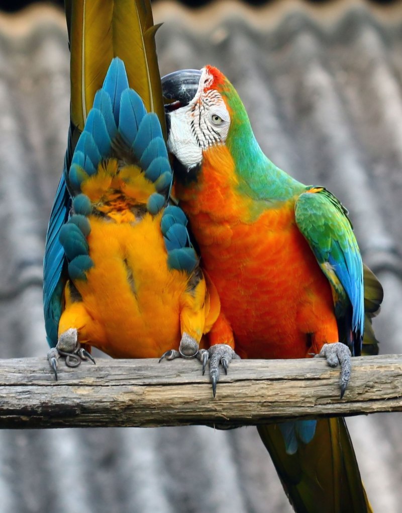 Parrot os обои