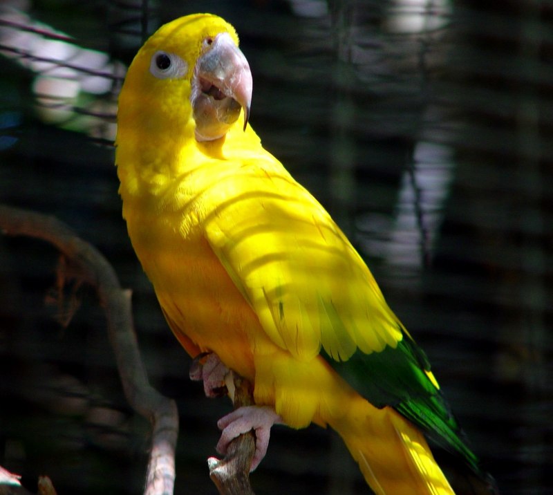 Parrot as a Pet